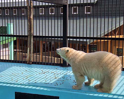 ３日見ないとムズカシイデス