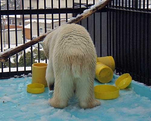 今年度初エサやり