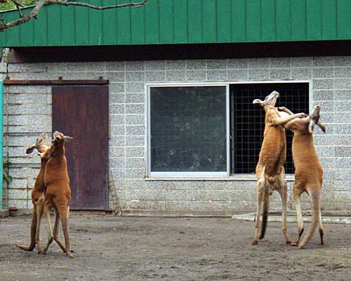 カンガルー