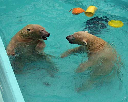 今日も元気です