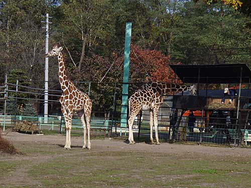 リボンとムサシ