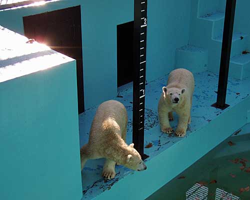 おびひろ動物園公式チャンネル開設！