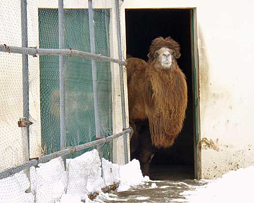 大晦日のおびひろ動物園