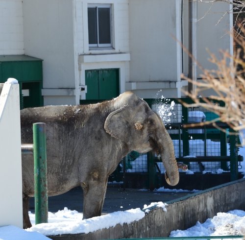 動物園の仲間たち写真館（最終回　春分の日特別）