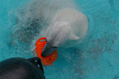 動物園の仲間たち写真館2(アイラ特集2)