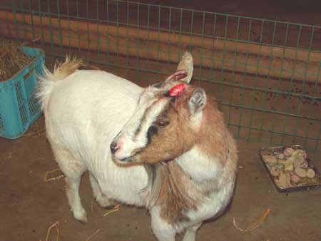 ピグミーヤギの スズ の角が折れてしまいました 動物園飼育係の日記11 By 飼育展示係 11 帯広市