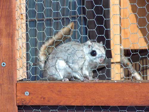 『幻』の飼育どうぶつ