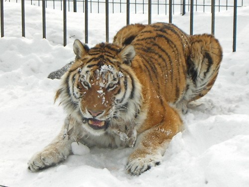 顔に雪がついているのはなんでかなぁ。