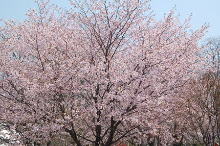 ご来園いただきありがとうございます。