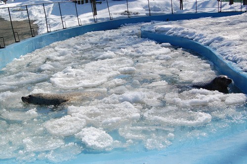 流氷風プールの作り方（おびひろ動物園の場合）。