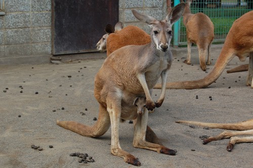 カンガルーの赤ちゃんが顔をだしました。