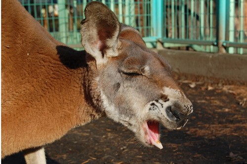 閉園中のカンガルー