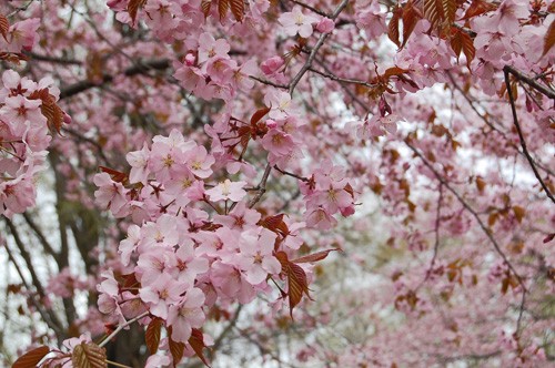 桜 と とら。