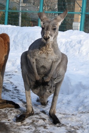 カンガルーの赤ちゃんが顔をだしています。