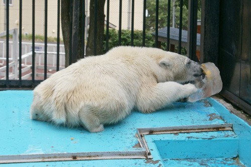 氷の日、じゃなかった海の日！