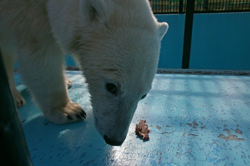 7月20日のホッキョクグマ舎のひとコマ