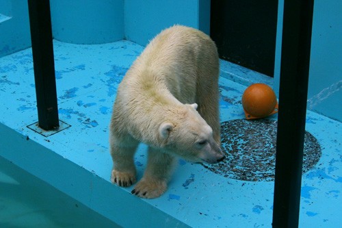 ８月１６日のホッキョクグマ舎のひとコマ