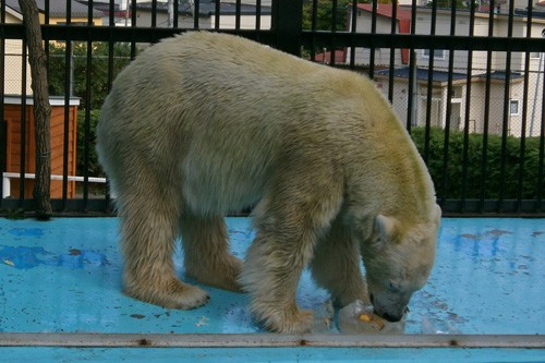 ９月１日のホッキョクグマ舎