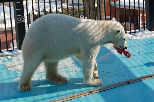 2月2日のホッキョクグマ舎