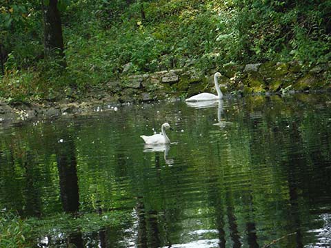 白鳥の湖の居候