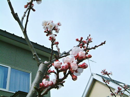 家のアンズが開花