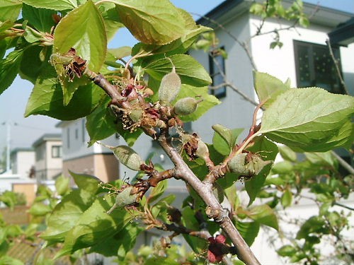 アンズの木その後