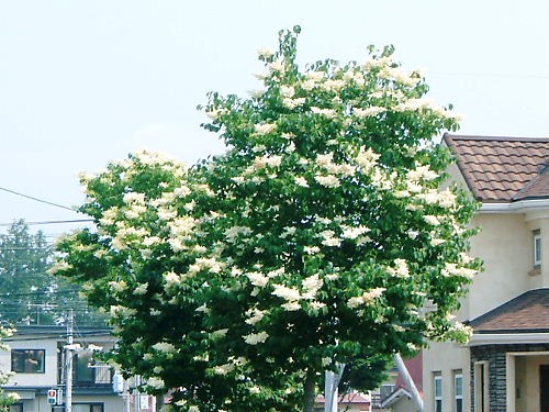 風にそよぐクリーム色の花・ハシドイ