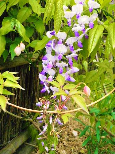 花・花・花♪