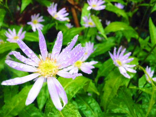 植物には恵みの雨