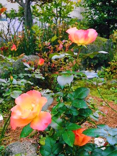 秋の薔薇とその他