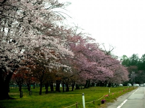 静内の桜並木♪