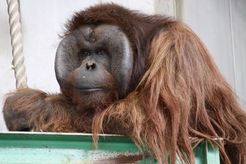 旭山動物園物語