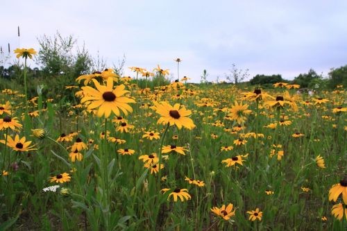 航空公園のお花畑