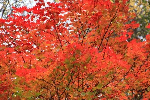 十勝鹿追:フクハラ山荘の紅葉