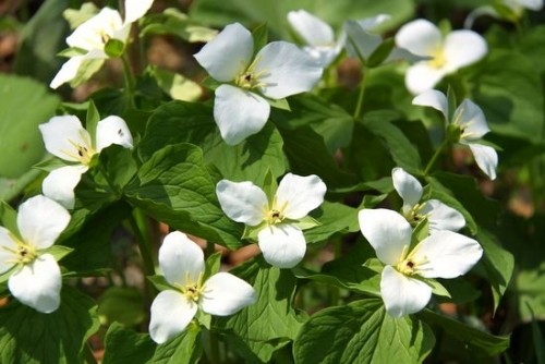 エンレイソウのお花畑