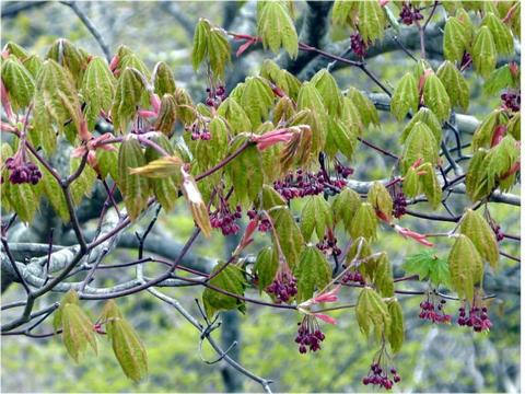 樹木の花