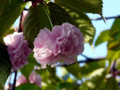 八重桜満開