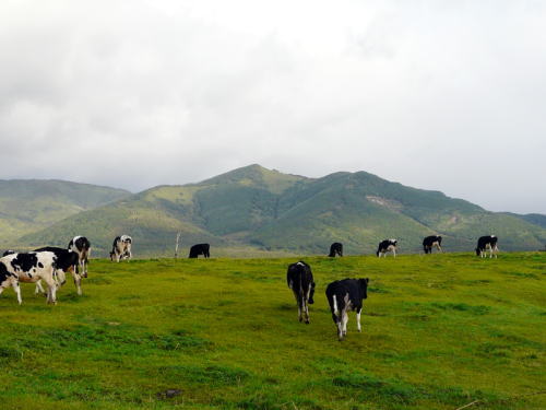 十勝の牧場風景