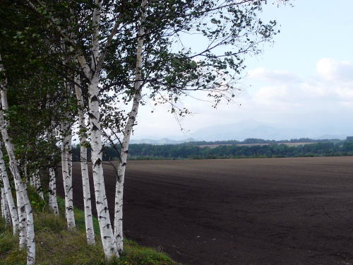 白樺のある風景