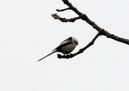 公園の野鳥