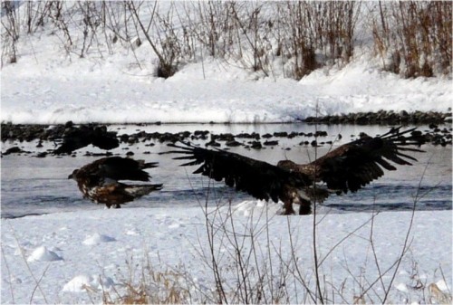 千代田新水路の野鳥