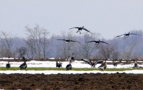 野鳥の大移動