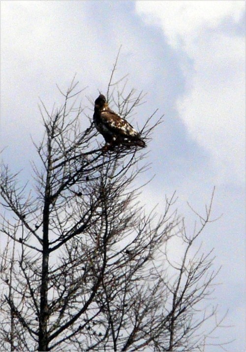 野鳥が６日も続きました