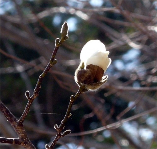 コブシの開花間近