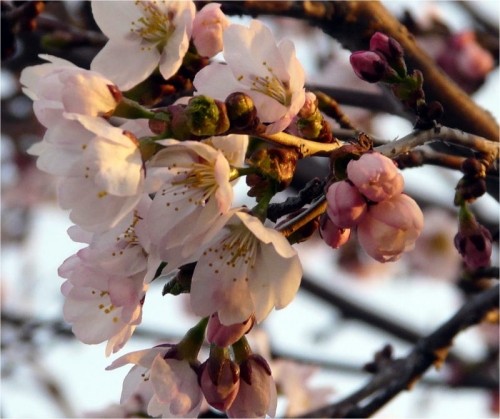 サクラが開花しましたね