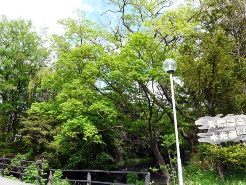 新緑の水公園とアオサギ