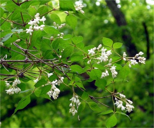 山の樹木の花