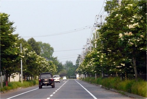 街路樹を見て思う事