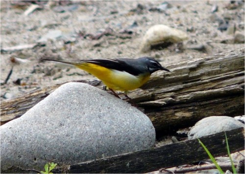 春～夏に見かける野鳥