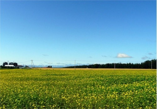 晴れていた日の菜の花畑